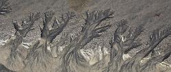 Sand Forest - Hobbit Beach