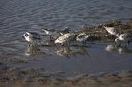 Sanderlings at lunch on Tillicum Beach