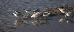 Sanderlings on Tillicum Beach