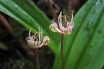 Oregon Fetid Adder's Tongue - Scoliopus hallii