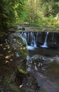 September on Sweet Creek #1 - Tracery