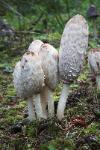 Shaggy Manes - Coprinus comatus