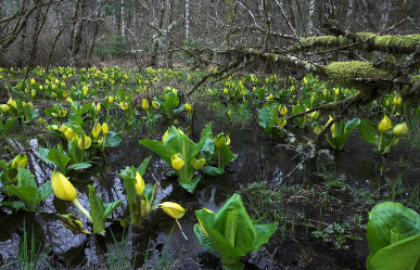 Smith River Wetland #2