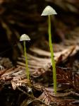 Spider towers _ Mycena sp.