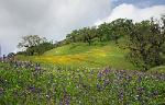 Spring Landscape - Mendocino County