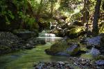 Stream in the Mendocino Highlands