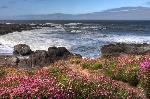 Summer on the coast near Yachats - Sea Thrift