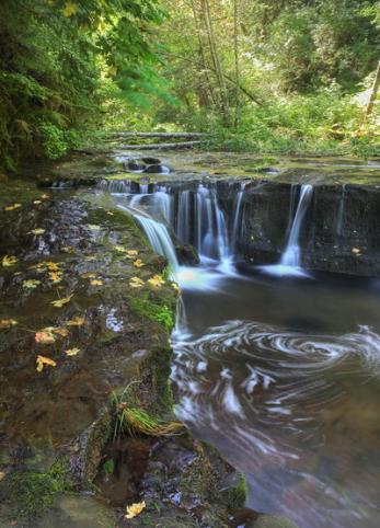 Sweet Creek in September #1 - Tracery