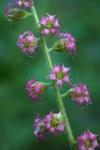 Fragrant Fringecup - Tellima grandiflora