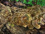 Turkey Tails - Mendocino Woods