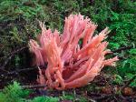 Unidentified Pink Coral - China Creek
