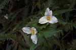 Western Trillium - Trillium ovatum