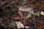 Western Grisette - Amanita pachycolea
