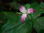 Western Trillium - Trillium ovatum