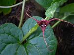 Wild ginger - Asarum caudatum