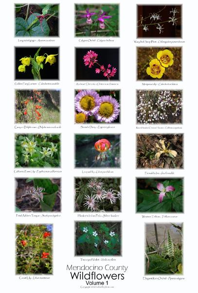 Mendocino County Wildflowers poster, Volume I
