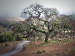 Winter Oak #1 - Mendocino County