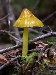 The witch's hat - Hygrocybe conica
