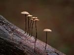 Zen Mushrooms - Mendocino Woods
