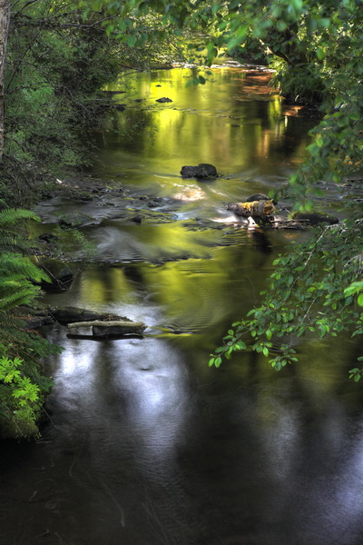 Summer Light - North Fork Yachats River