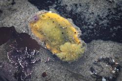 Nudibranch - Anisodoris nobilis