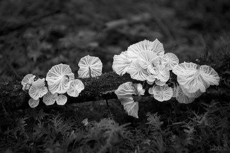 Marasmiellus in the Yachats Woods