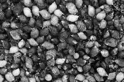 Nucella emarginata congregation - Seal Rocks