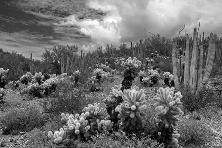 Sonoran Monochrome