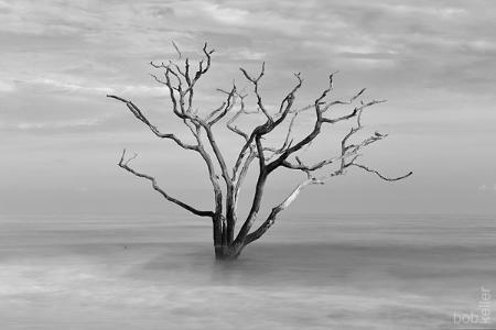 Surreal - Boneyard Beach