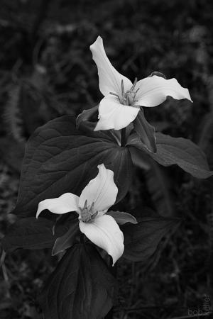 Trilliums #1 - Cape Perpetua Woods